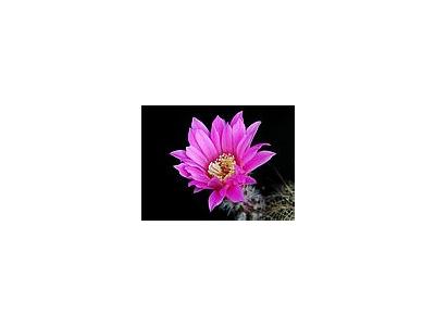 Photo Small Cactus 202 Flower