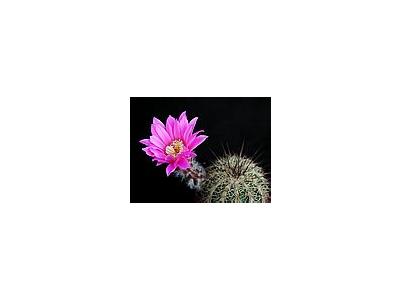 Photo Small Cactus 203 Flower