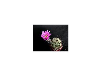 Photo Small Cactus 204 Flower
