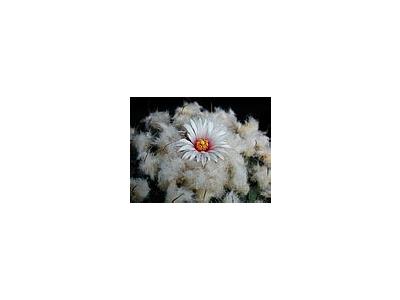 Photo Small Cactus 209 Flower