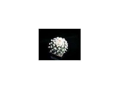 Photo Small Cactus 211 Flower