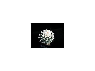 Photo Small Cactus 211 Flower