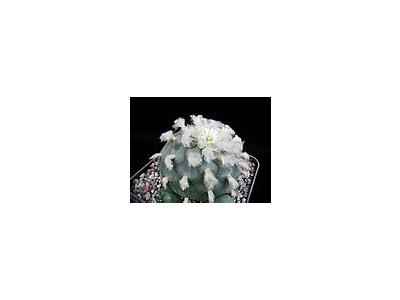Photo Small Cactus 213 Flower