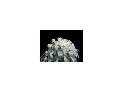 Photo Small Cactus 214 Flower