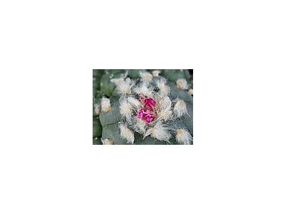 Photo Small Cactus 217 Flower