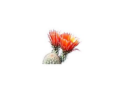 Photo Small Cactus 219 Flower