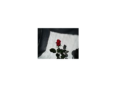 Photo Small Rose 4 Flower