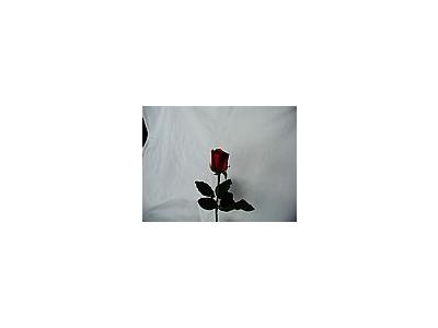 Photo Small Rose 40 Flower