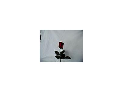 Photo Small Rose 42 Flower