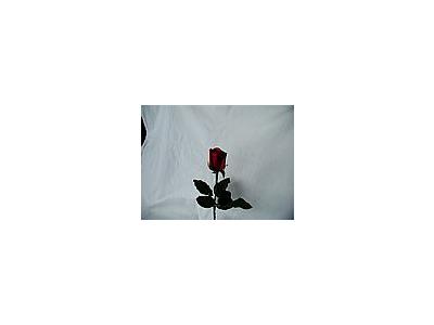 Photo Small Rose 44 Flower