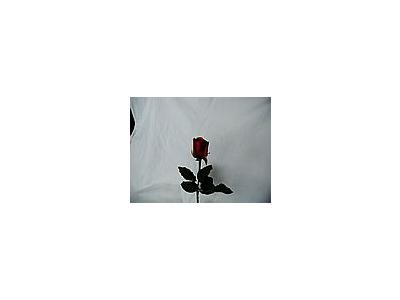 Photo Small Rose 48 Flower
