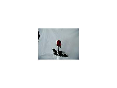 Photo Small Rose 52 Flower