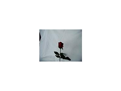 Photo Small Rose 60 Flower