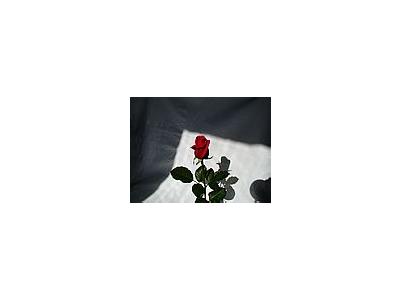 Photo Small Rose 7 Flower