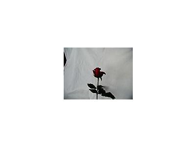 Photo Small Rose 74 Flower