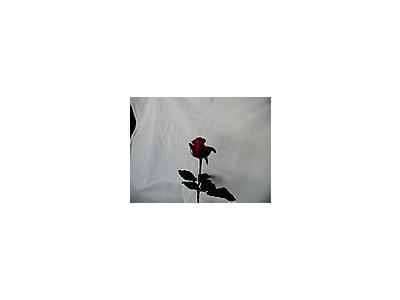 Photo Small Rose 76 Flower