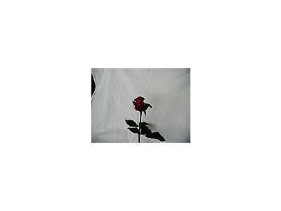 Photo Small Rose 78 Flower