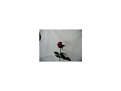 Photo Small Rose 80 Flower