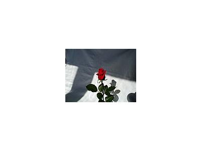 Photo Small Rose 9 Flower