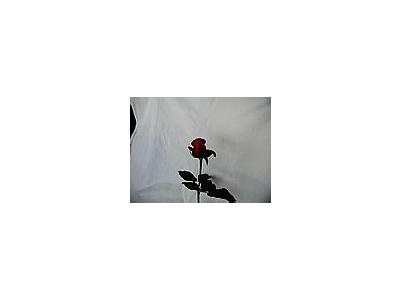 Photo Small Rose 90 Flower