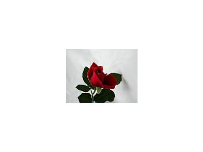 Photo Small Rose 94 Flower