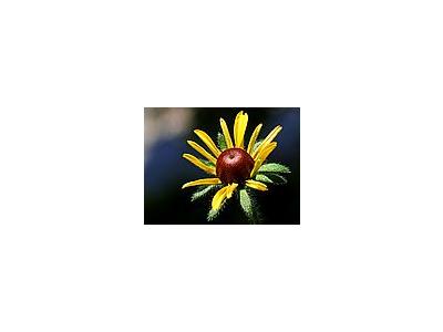 Photo Small Black Eyed Susan Flower