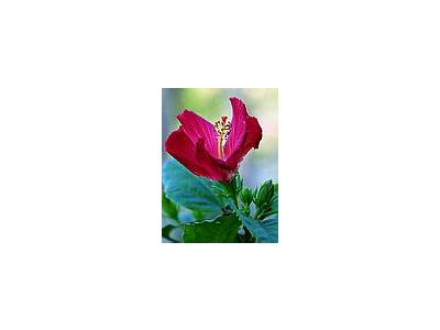 Photo Small Blooming Hibiscus Flower