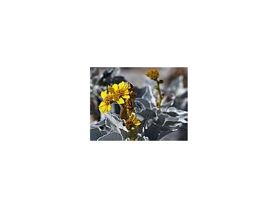 Photo Small Brittlebush Encelia Farinosa Flower