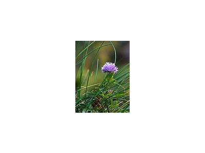 Photo Small Chives Flower