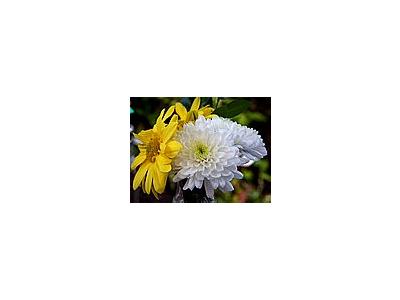 Photo Small Chrysanthemum Flower