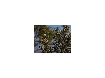Photo Small Creosote Bush Flower
