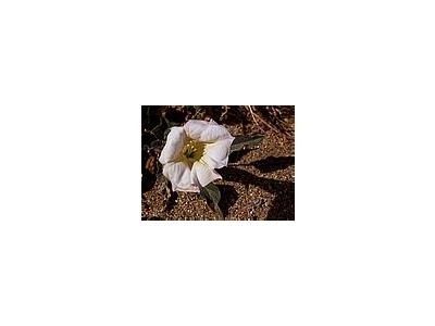 Photo Small Sacred Datura Flower