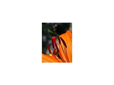 Photo Small Stamen And Pistil Flower