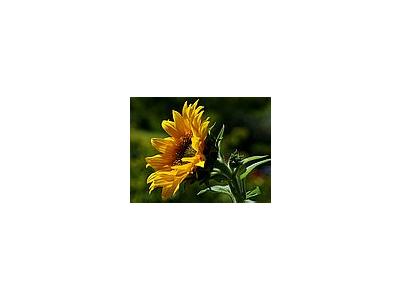 Photo Small Sunflower Flower