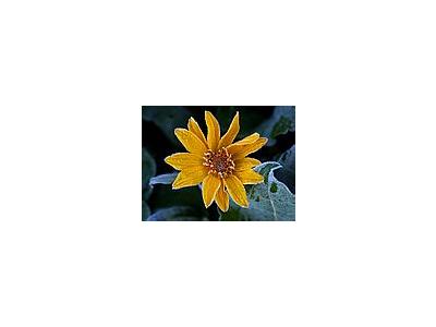 Photo Small Sunflower Frost Flower