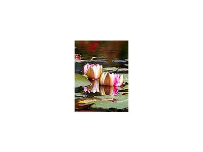 Photo Small Water Lillies Flower