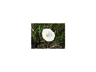 Photo Small White Flower Flower