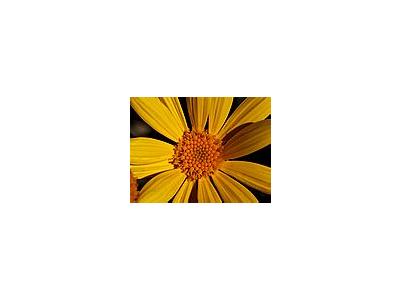 Photo Small Yellow Daisy Flower