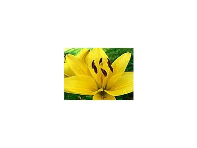 Photo Small Yellow Flower Flower