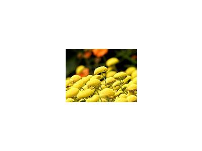 Photo Small Yellow Flowers Flower