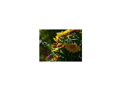 Photo Small Yellow Flowers 3 Flower