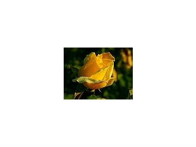 Photo Small Yellow Rose 2 Flower