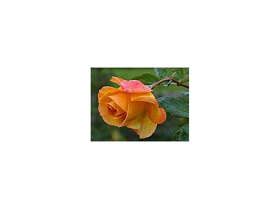 Photo Small Yellow Rose 3 Flower