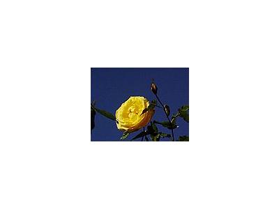 Photo Small Yellow Rose 4 Flower