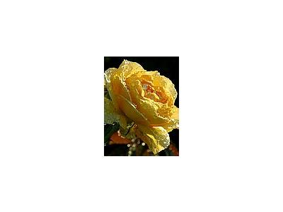 Photo Small Yellow Rose Drops Flower