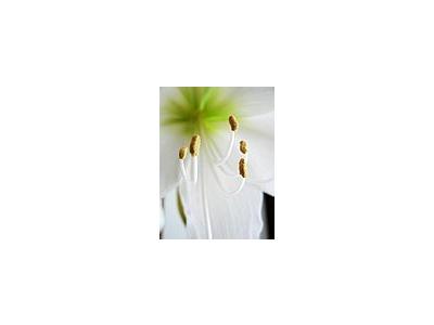 Photo Small Amaryllis Closeup Flower