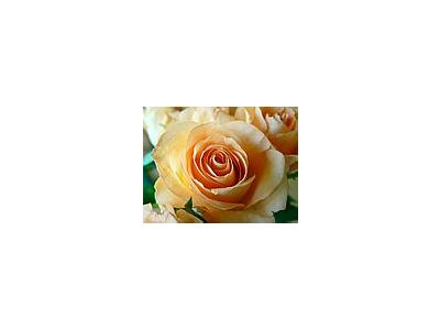 Photo Small Apricot Colored Rose Closeup Flower