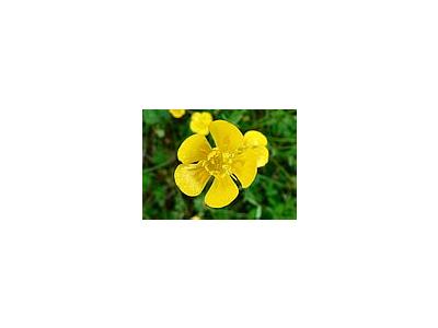 Photo Small Buttercup Flower
