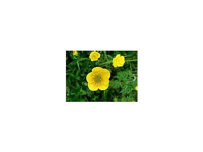 Photo Small Buttercup 2 Flower
