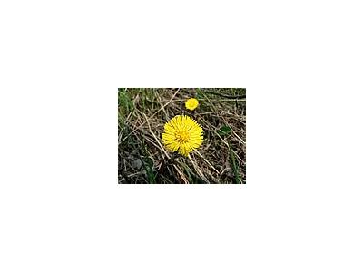 Photo Small Coltsfoot Flower